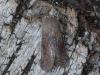 299514 – Photo : VERMELLE Georges – France (62)